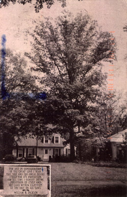 athens-front (tree that owns itself)